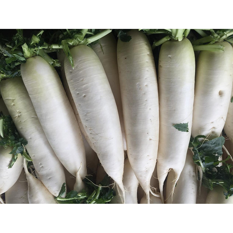Utforsk næringsverdien til New Crop Fresh Redish for å øke immuniteten og hemme veksten av kreftceller